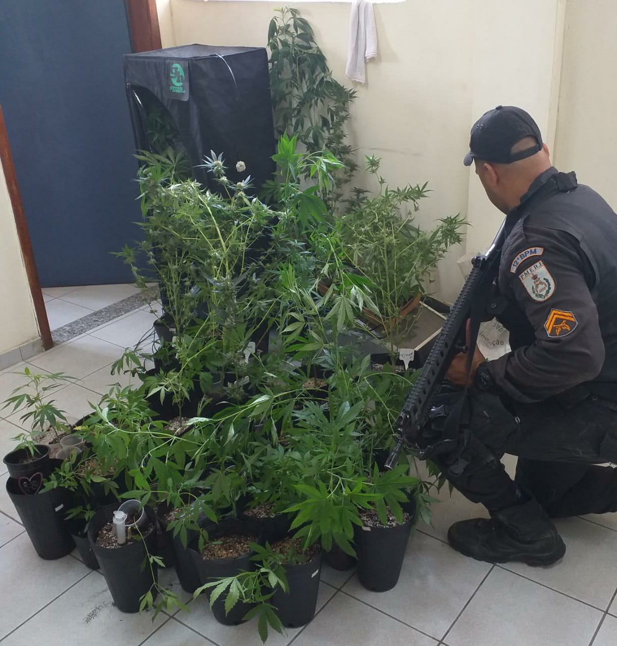 Pol Cia Encontra Planta O De Maconha Em Resid Ncia Na Comunidade