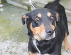 Plaza Niterói terá campanha de adoção de cães e gatos neste sábado