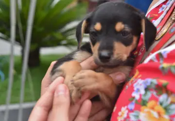 Cães e gatos estarão disponíveis para adoção no próximo domingo em Maricá