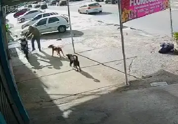 Cachorro morre após ser baleado Zona Oeste do Rio