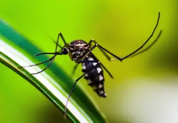 Rio de Janeiro decreta epidemia de dengue
