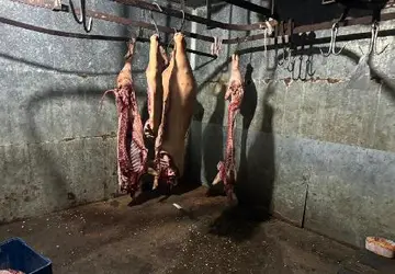Dono de abatedouro de porcos é preso e toneladas de alimentos impróprios são descartados