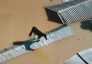 Tragédia no Rio Grande do Sul: Imagens Impactantes Revelam Cavalo Ilhado no Telhado Durante Chuvas Devastadoras