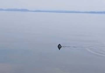 Tubarão é encontrado na Baía de Guanabara, em São Gonçalo; vídeo 