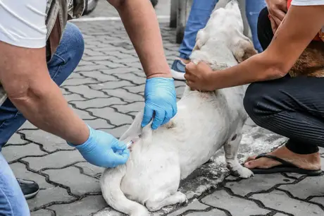 Vacinação antirrábica para cães e gatos garantida até o final de novembro em Itaboraí 