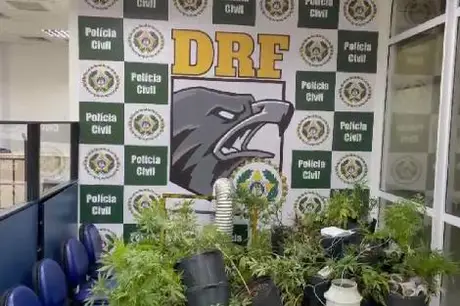 Polícia Civil prende traficante e localiza plantação de maconha avaliada em R$ 150 mil