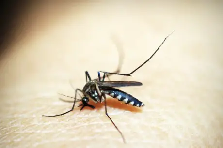 Cidade do Rio entra em situação de emergência devido a casos de dengue