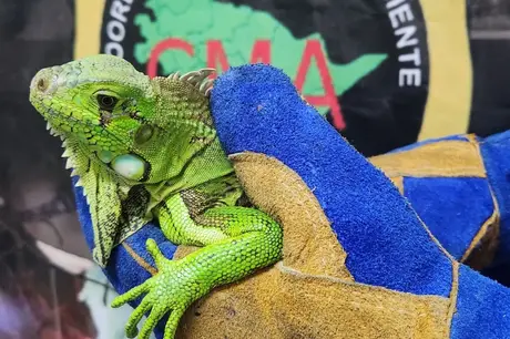 Iguana verde é resgatada em Niterói
