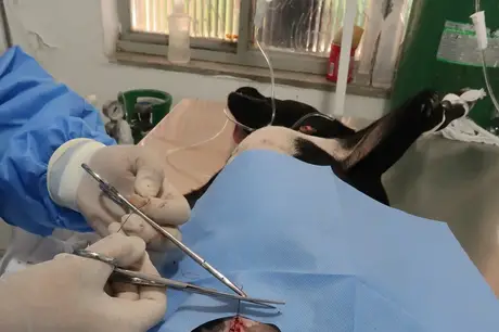 Em São Gonçalo, estão disponíveis 320 cirurgias gratuitas de castração de animais todas as semanas