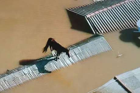 Tragédia no Rio Grande do Sul: Imagens Impactantes Revelam Cavalo Ilhado no Telhado Durante Chuvas Devastadoras